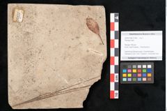 Foto (Objekt + Etikett) von Plantae indet.  (NHMW-GEO-2024-0188-11546)
